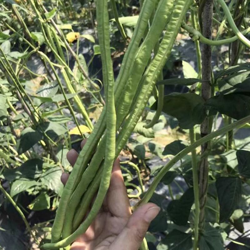 火凤凰豆角种子绿条长豇豆蔬菜种高产架豆角条春秋播