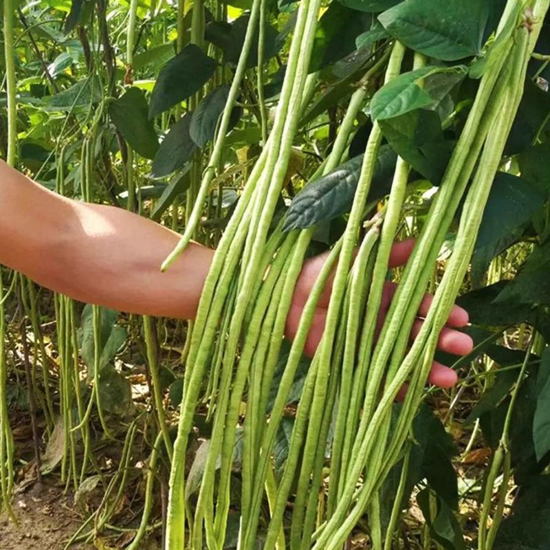 火凤凰豆角种子绿条长豇豆蔬菜种高产架豆角条春秋播