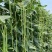 火凤凰豆角种子绿条长豇豆蔬菜种高产架豆角条春秋播