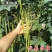 火凤凰豆角种子绿条长豇豆蔬菜种高产架豆角条春秋播