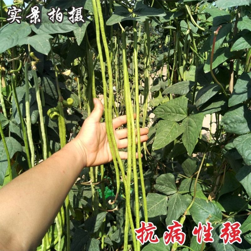 火凤凰豆角种子绿条长豇豆蔬菜种高产架豆角条春秋播