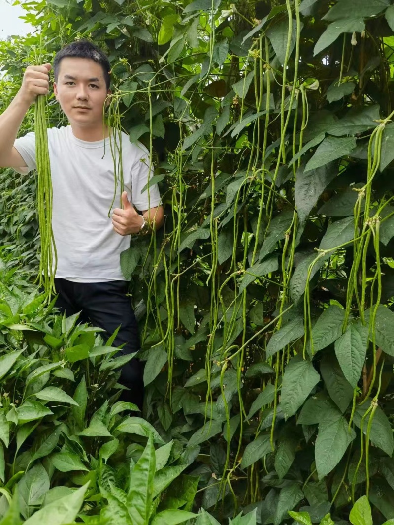 火凤凰豆角种子绿条长豇豆蔬菜种高产架豆角条春秋播