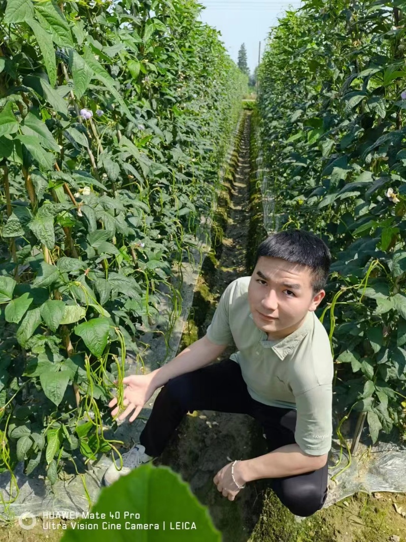 火凤凰豆角种子绿条长豇豆蔬菜种高产架豆角条春秋播