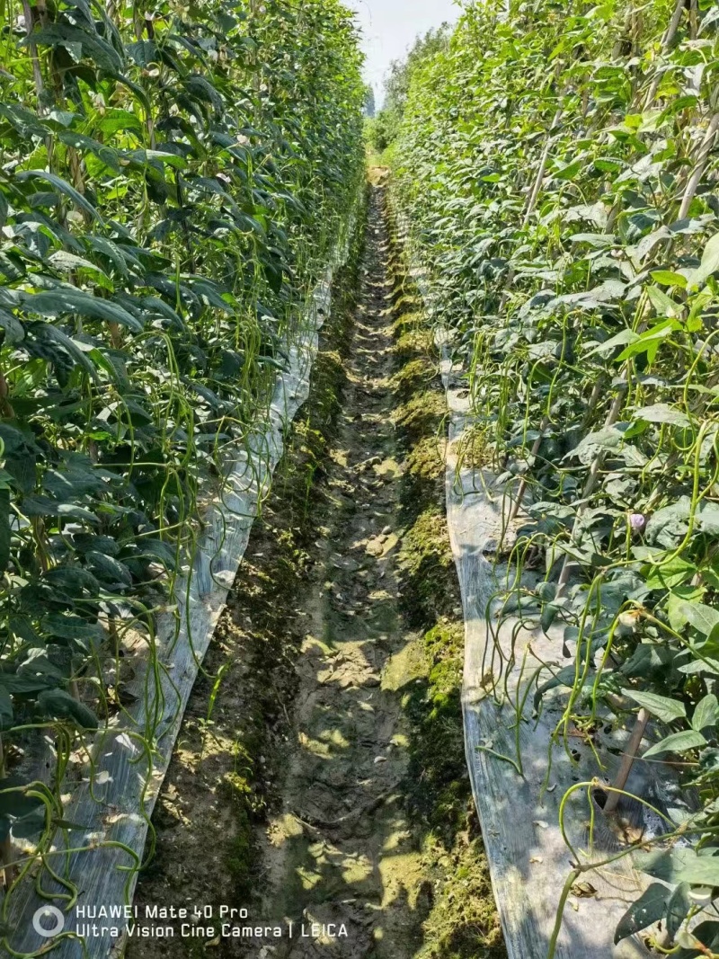 火凤凰豆角种子绿条长豇豆蔬菜种高产架豆角条春秋播