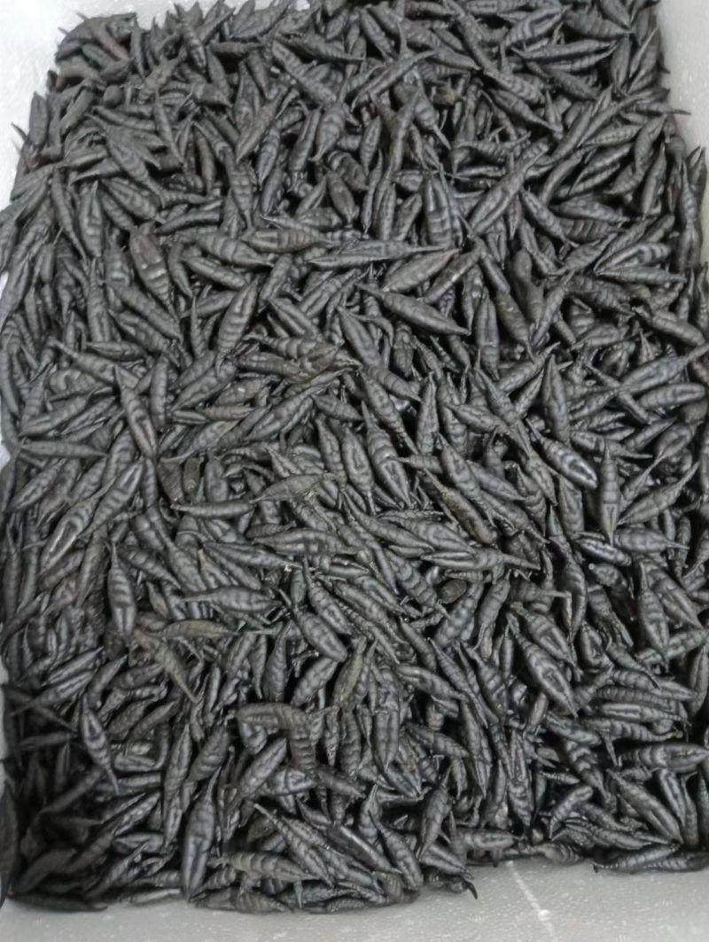 医蛭干品，含量高，药典标准，接受全面检验，规格全。