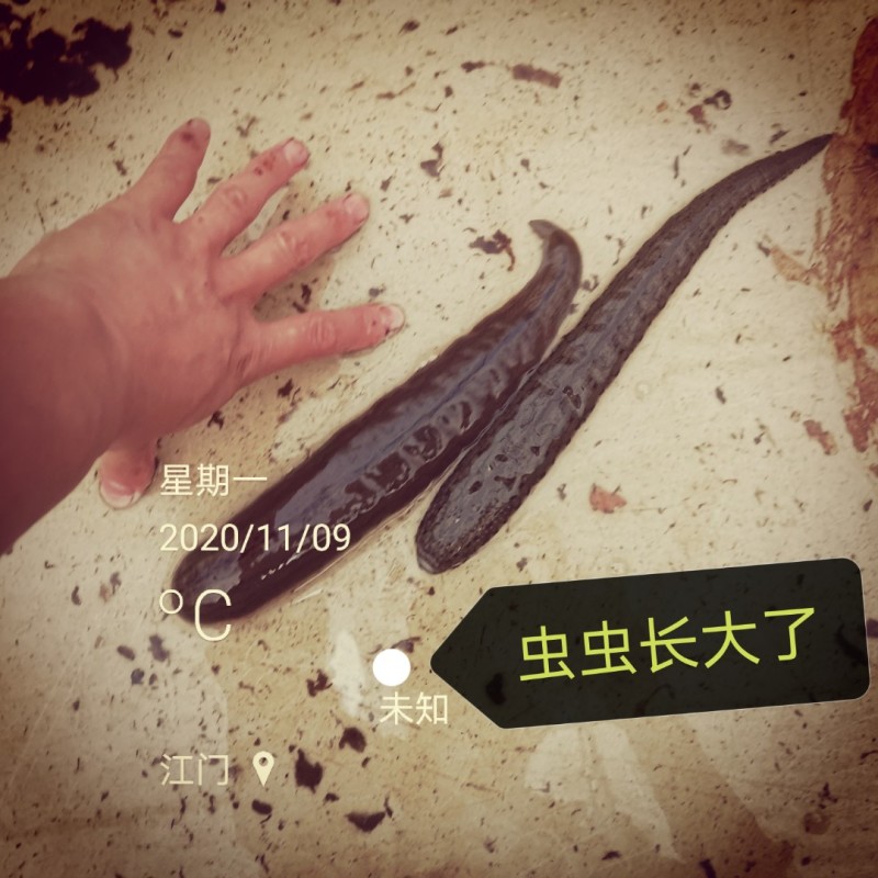 菲牛蛭2代母种水蛭，代孕率高，技术指导，上门回收。