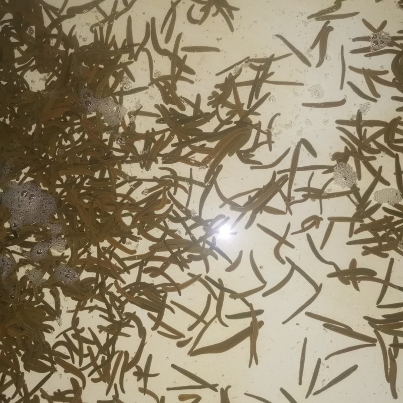 菲牛蛭2代母种水蛭，代孕率高，技术指导，上门回收。