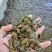 菲牛蛭2代母种水蛭，代孕率高，技术指导，上门回收。