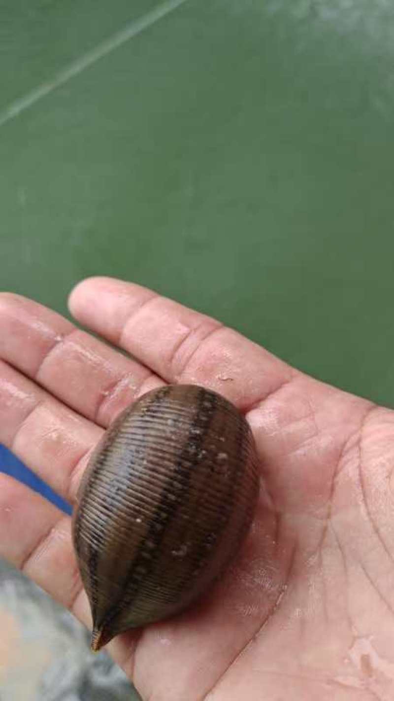 宽体吊杆，纯清水保过药检，产地自销