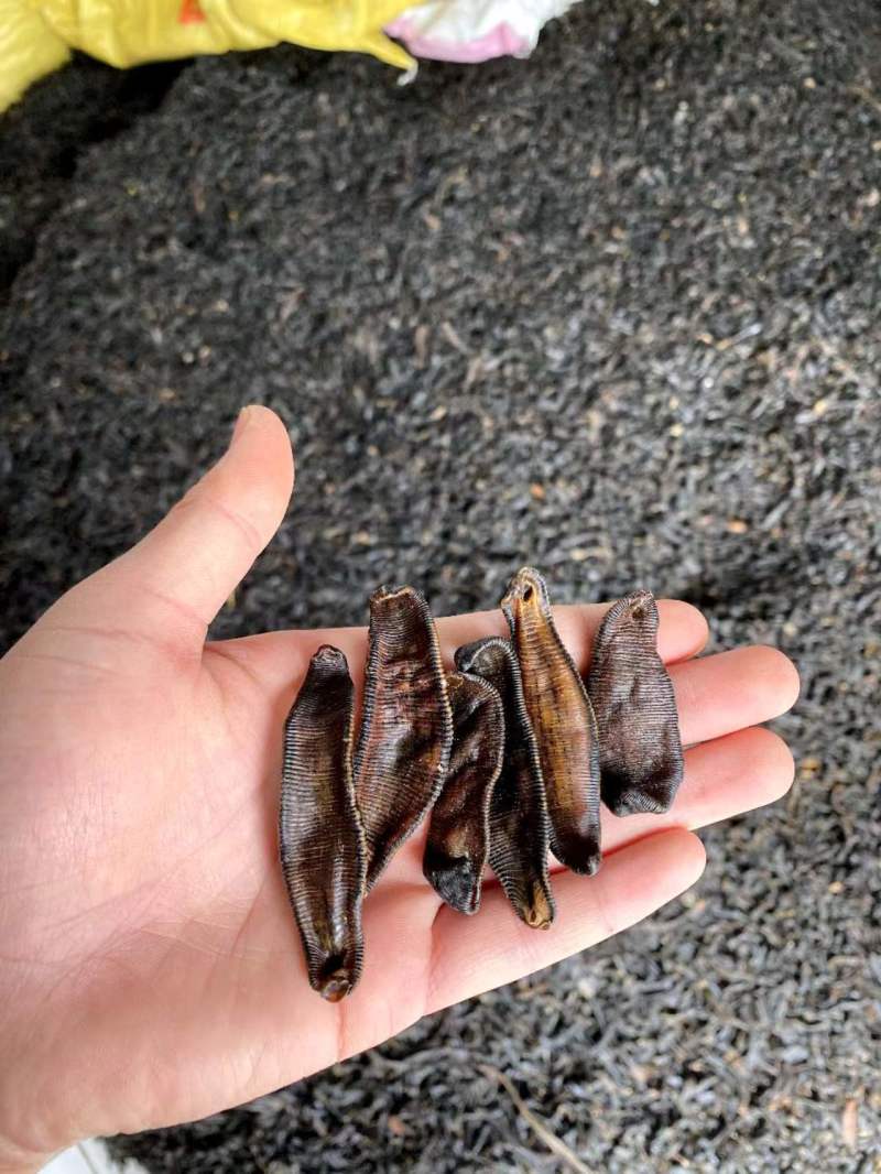 宽体吊杆，纯清水保过药检，产地自销