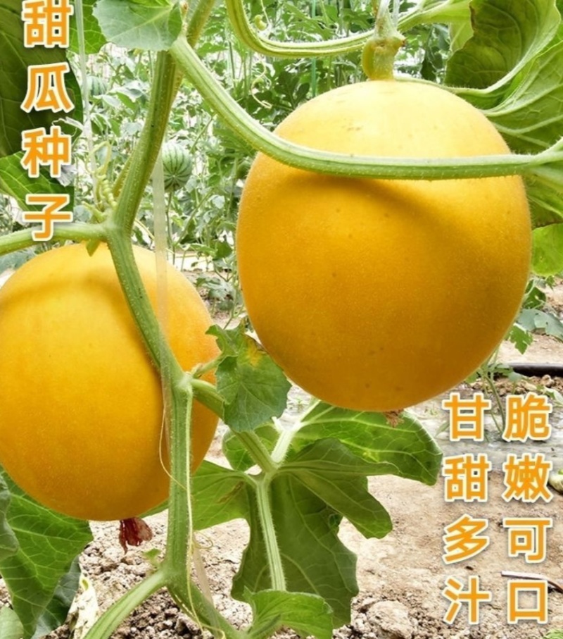四季金红三号中熟甜瓜种子椭圆果浓黄皮单瓜重1.5公斤桔红