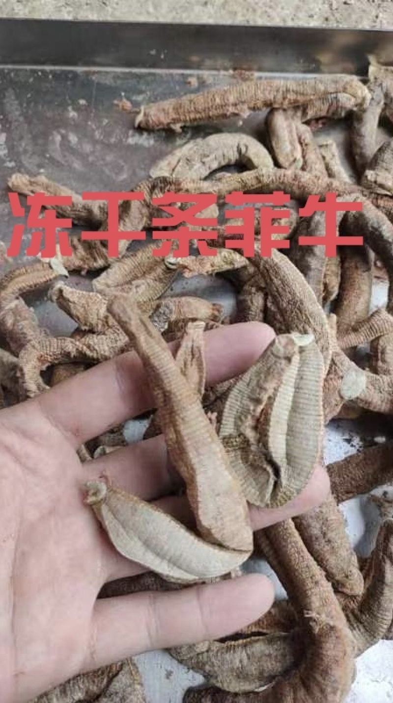 冻干条（菲牛+医蛭）冻干粉加工，宽体冻干条，零下70度作