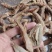 冻干条（菲牛+医蛭）冻干粉加工，宽体冻干条，零下70度作