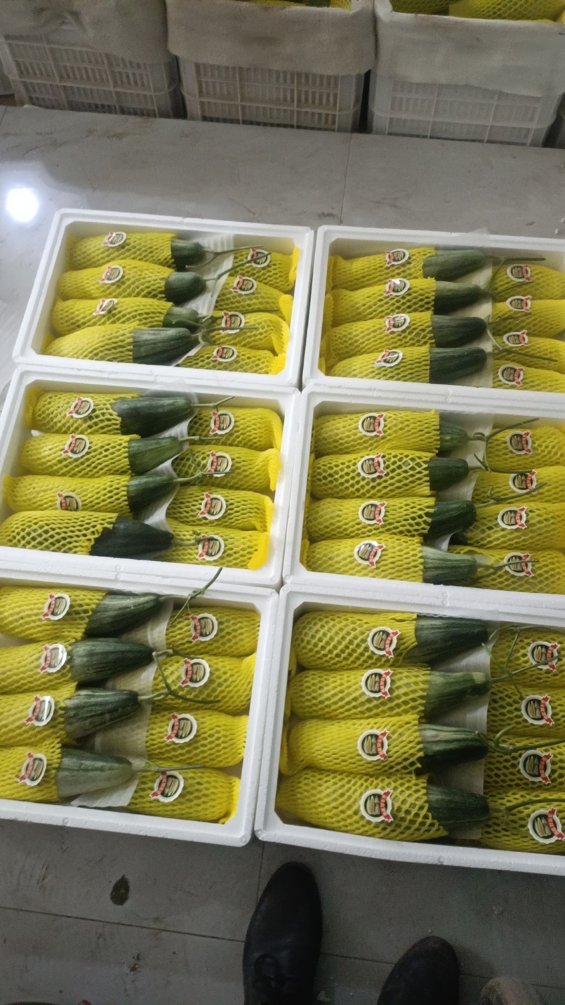 山东潍坊羊角蜜甜瓜大量上市价钱便宜需要的联系