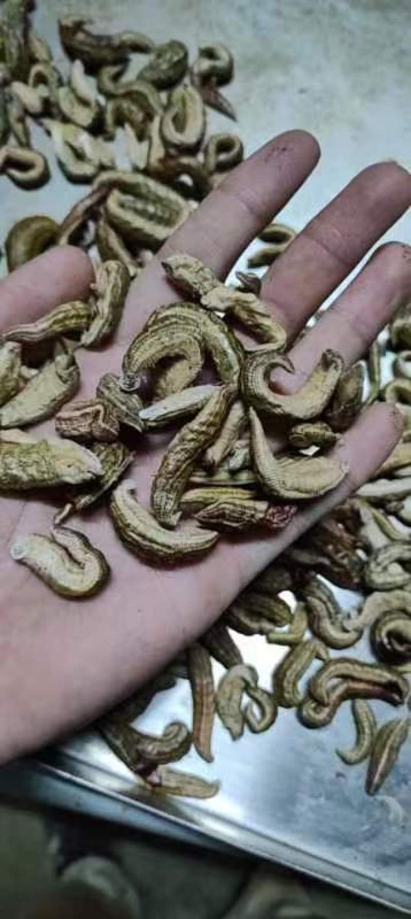 冻干条（菲牛+医蛭）冻干粉加工，宽体冻干条，零下70度作