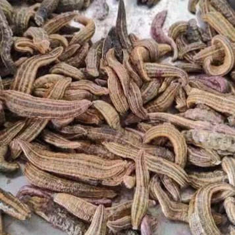 冻干条（菲牛+医蛭）冻干粉加工，宽体冻干条，零下70度作