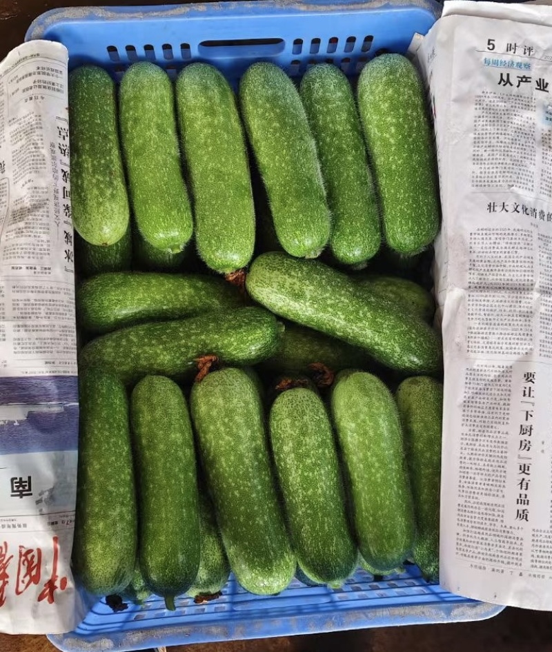广东毛节瓜小冬瓜毛瓜，产地直发，可以按规格分拣。