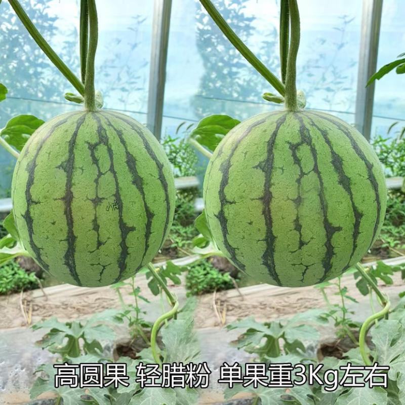 安泰达小虎西瓜种子特早熟抗病小果型礼品西瓜种籽口感特