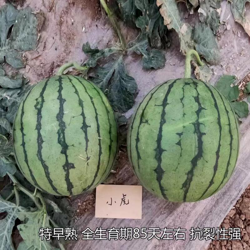 安泰达小虎西瓜种子特早熟抗病小果型礼品西瓜种籽口感特