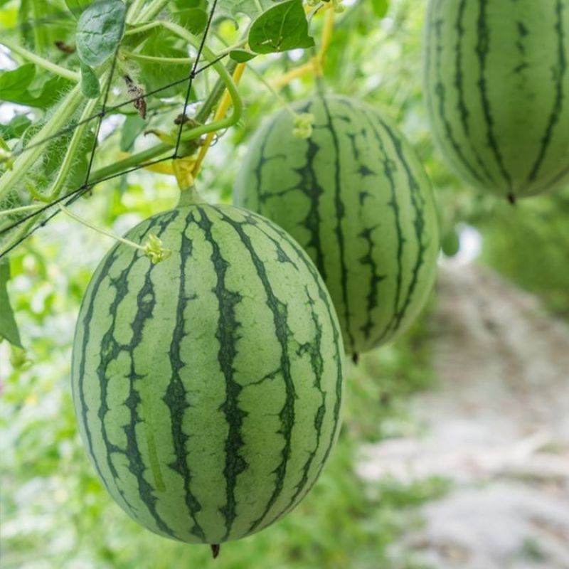 神奥4K西瓜种子椭圆形干沙瓤皮薄西瓜种子糖度高口感好