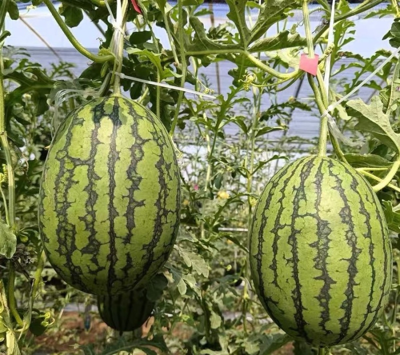 神奥4K西瓜种子椭圆形干沙瓤皮薄西瓜种子糖度高口感好