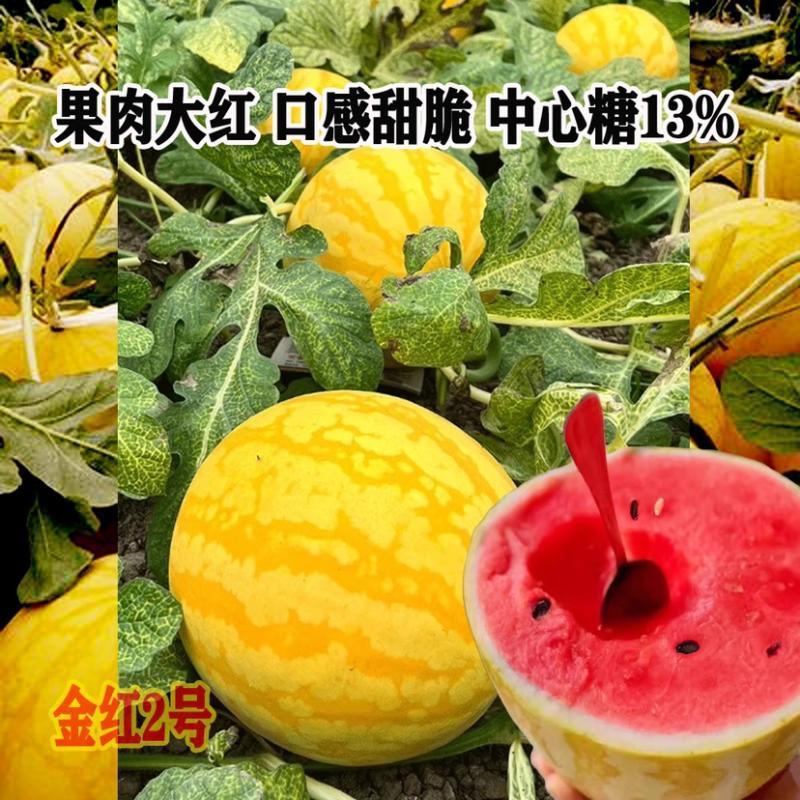 神奥金红2号西瓜种子黄皮红瓤西瓜种籽四季高产正宗黄皮红肉