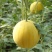 神奥金红2号西瓜种子黄皮红瓤西瓜种籽四季高产正宗黄皮红肉
