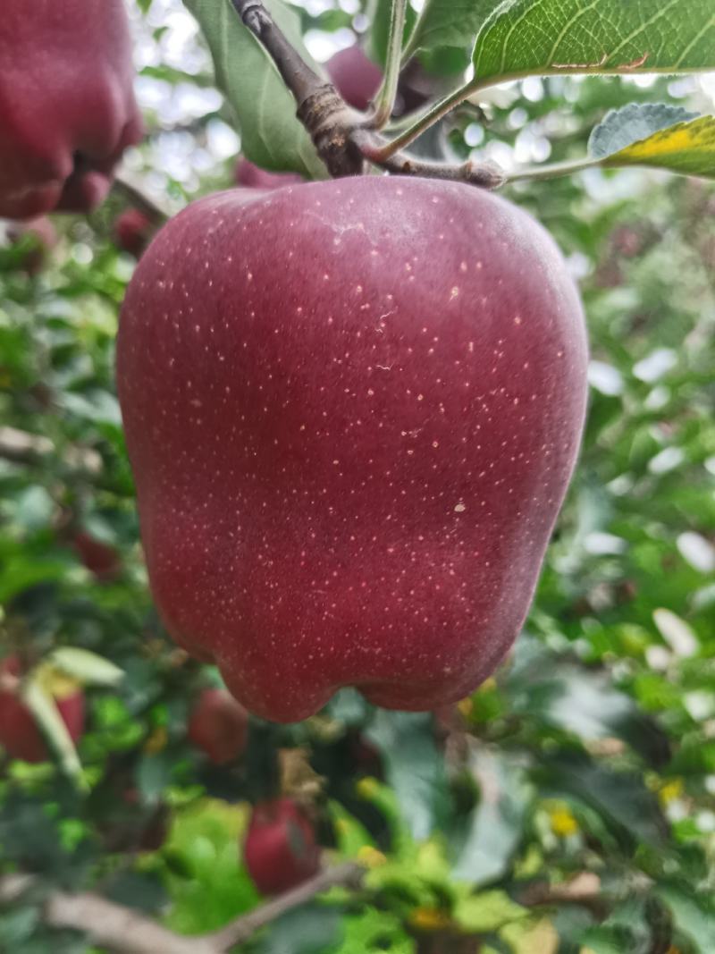 甘肃天水花牛苹果产地直发