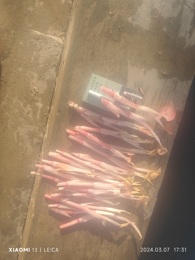 鱼腥草常年有货