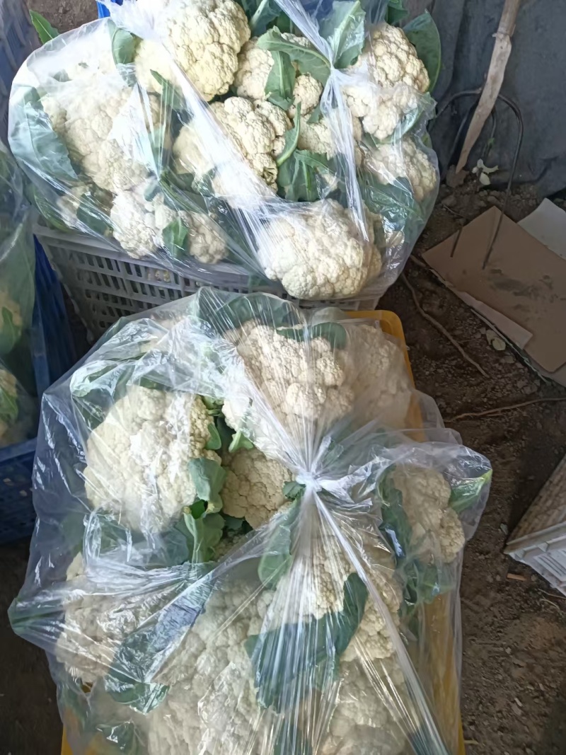 精品青梗白面小米粒有机花已上市欢迎各位老板前来采购