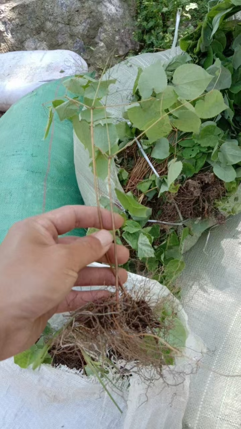 甘肃小圆叶淫羊藿种苗