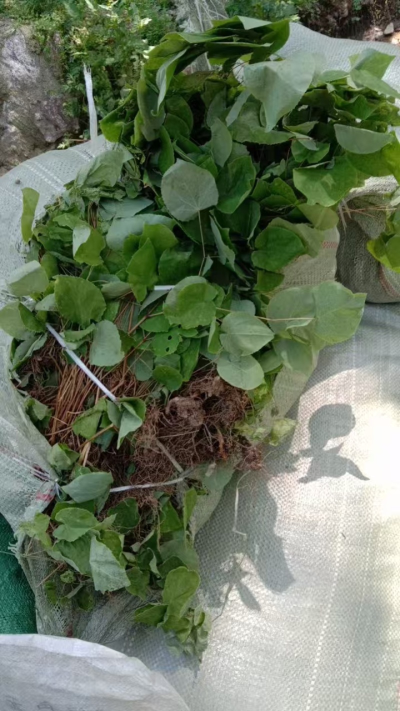 甘肃小圆叶淫羊藿种苗