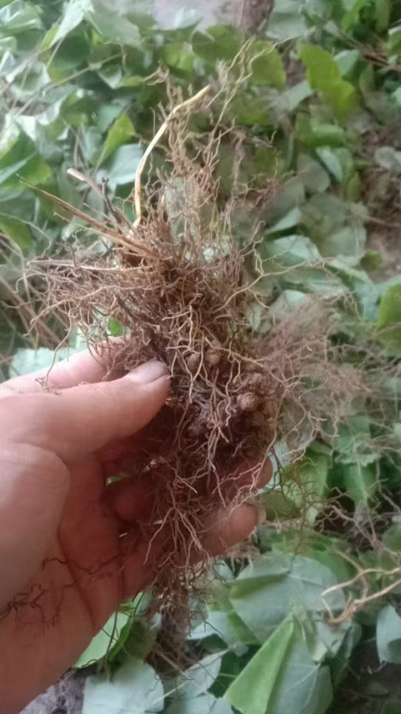 甘肃小圆叶淫羊藿种苗