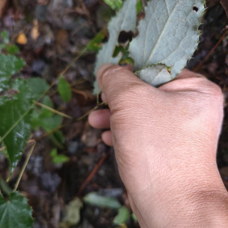 高含量柔毛淫羊藿种苗