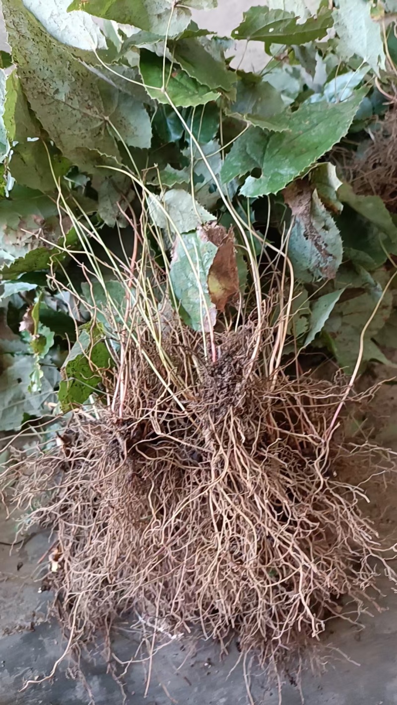 高含量柔毛淫羊藿种苗