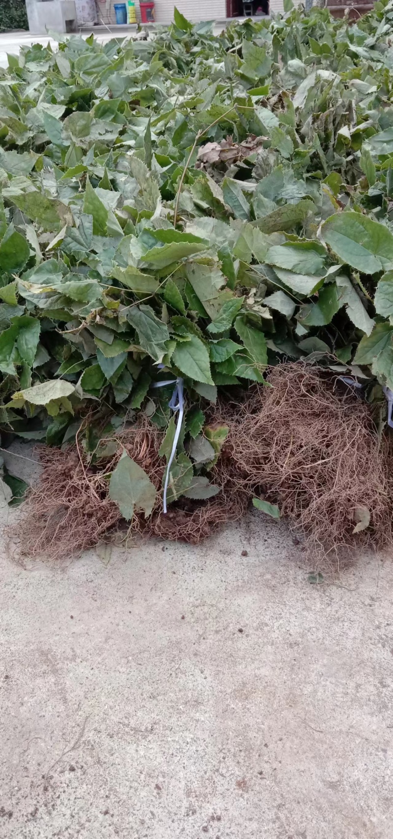 高含量柔毛淫羊藿种苗