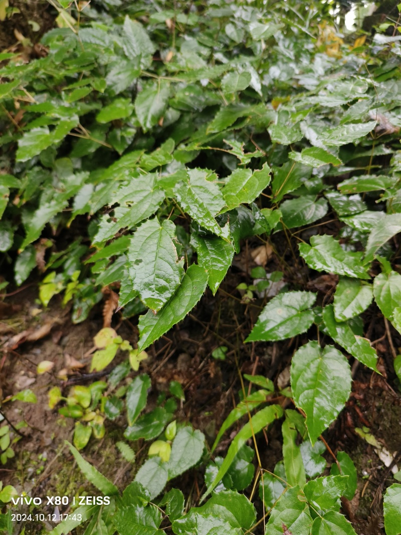 高含量柔毛淫羊藿种苗