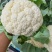 花菜有机花菜白面青梗散花小米粒货源充足代收代发