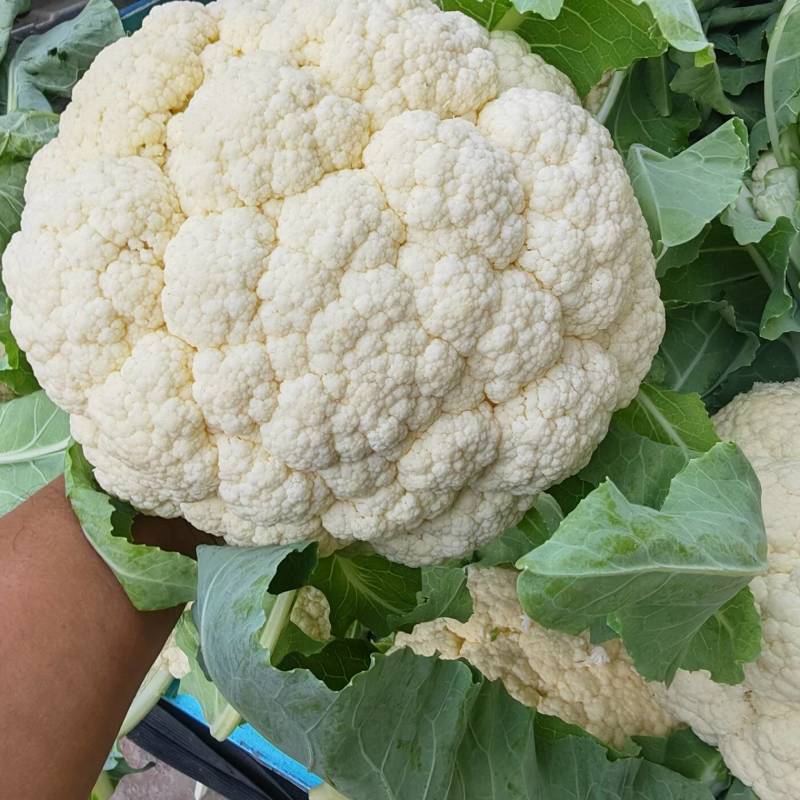 花菜有机花菜白面青梗散花小米粒货源充足代收代发