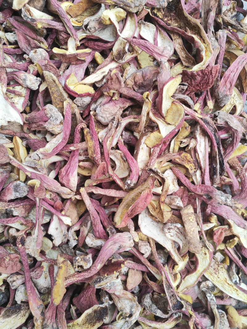 野生菌红葱菌，高脚红葱菌，无霉无杂干度好，味道鲜美可口