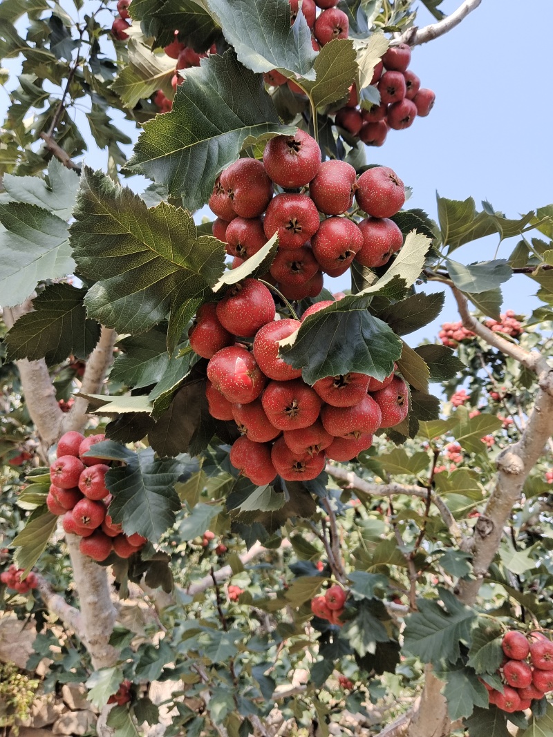 大金星山楂