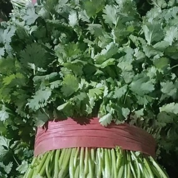 大叶香菜