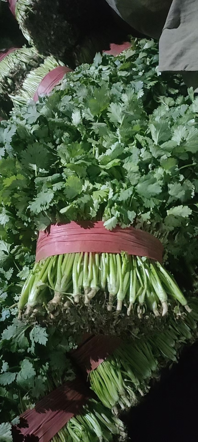 大叶香菜