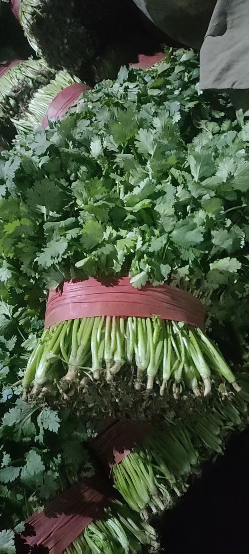 大叶香菜