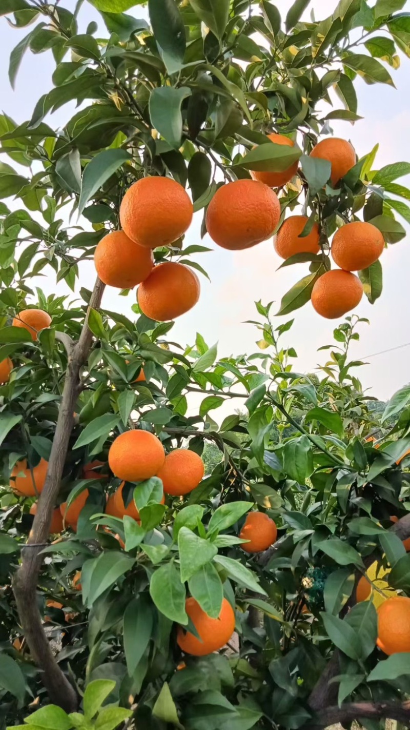 爱媛果冻橙
