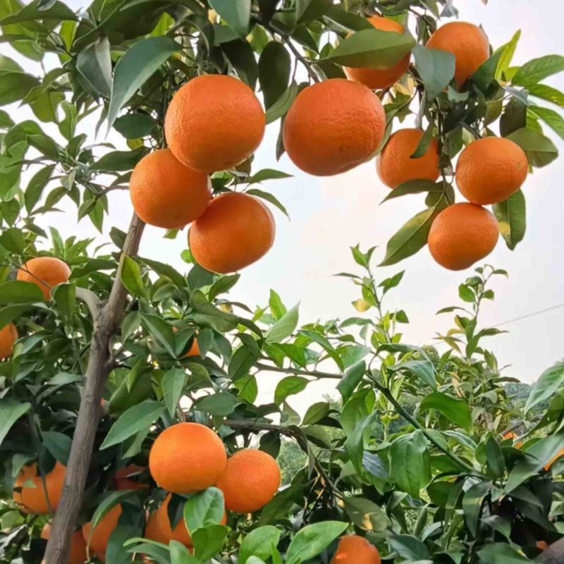 爱媛果冻橙