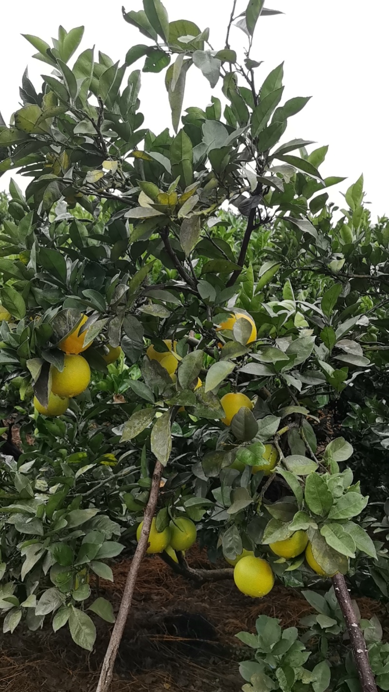 怀化脐橙大量供应皮薄多汁现摘现发欢迎来电咨询