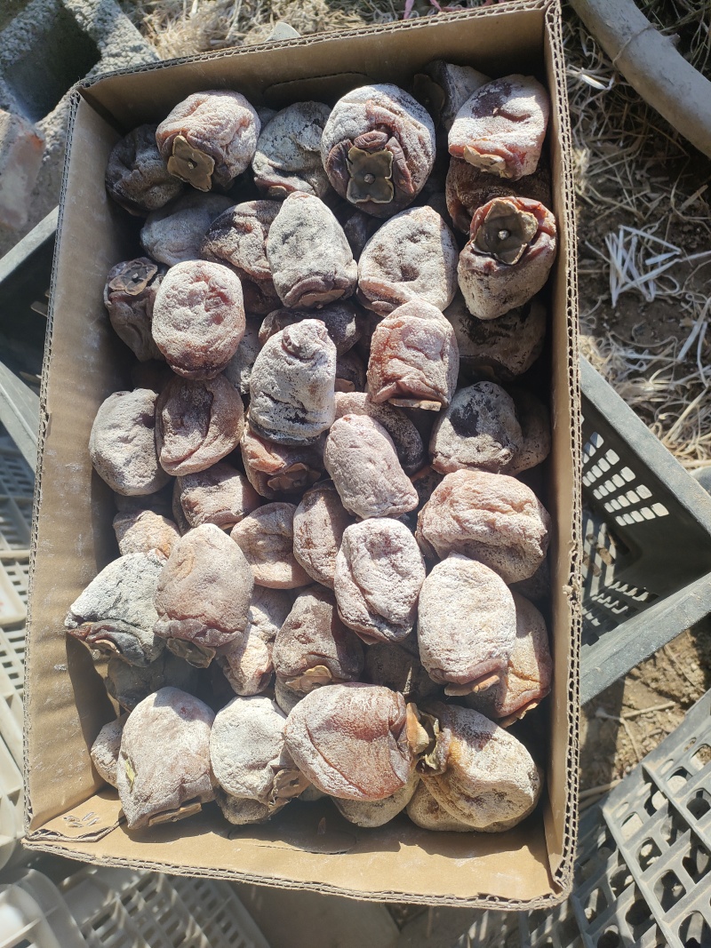 沂蒙老树牛心柿降霜柿饼
