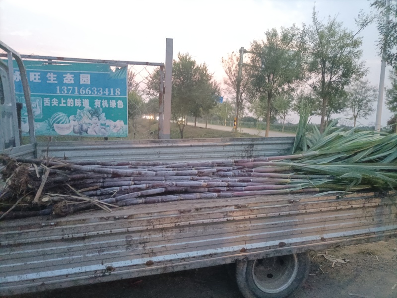 北京市顺义区杨镇王辛庄春村早熟甘蔗批发