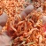 虾干河虾干烤虾干淡水虾干红虾干草虾干